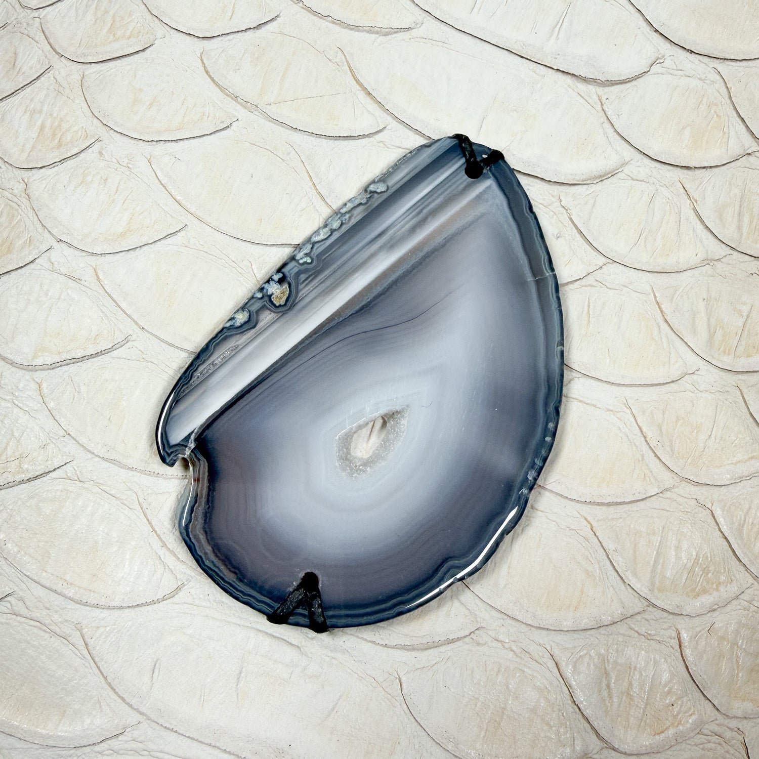 Evita - off white snake